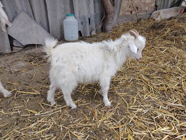 Козы, козлы: Продаю | Коза (самка), Козёл (самец) | Зааненская, Битал | Для разведения | Племенные — 2