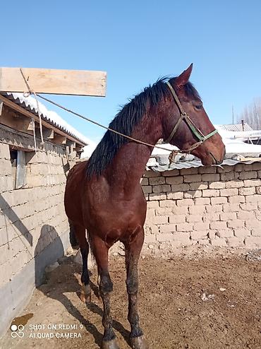 Лошади, кони: Продаю | Жеребец | Рабочий — 1