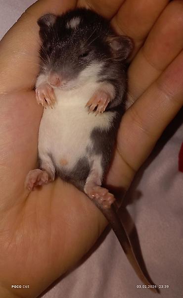 Крысы: КРЫСЯТА "ДАМБО" 3 малыша, мальчики месяц ручные активные готовы к — 6