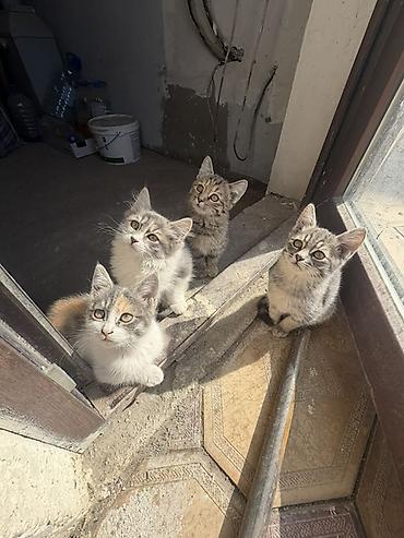 Срочно !! Отдам котят в добрые руки!! Кому нужен комочек счастья
