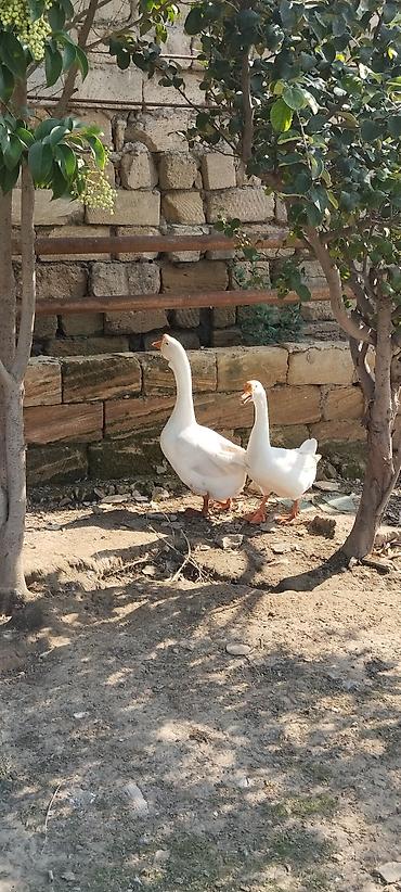 derzi quşu: Xalmaqorla qarişıqdır 6 aylıq tam sağlam 2 ədəddir 2də erkəkdir qiymət — 2