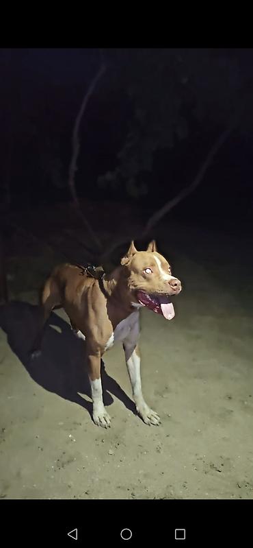 pitbul balaları: Pitbul, Erkək, Cütləşmə üçün — 2