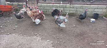 toyuq satisi: 6aylıq tam sağlam Red Buorbun hind quşları.Ağ qanad erkəylər 100azn — 3