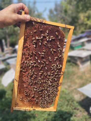Кормушки: Arı pətəyi çərçivəsi, üzərində arı koloniyası ilə birlikdə. Çərçivə