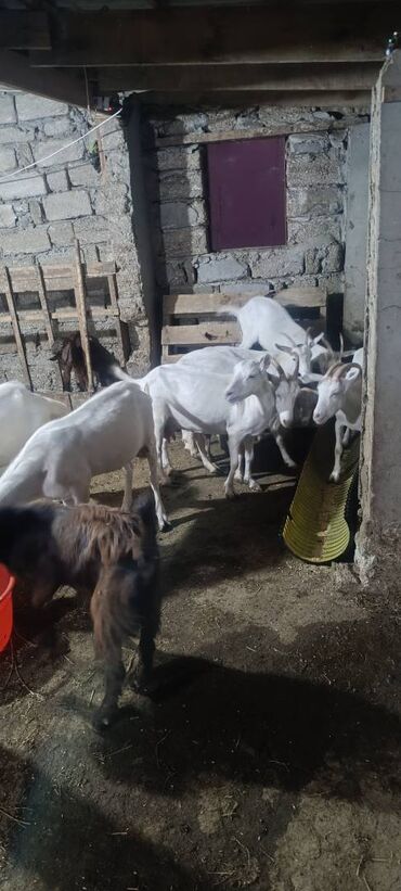 капибара купить в баку: Super damazliq cavan keciler satlir kime maraqlidsa nomrenen elaqe