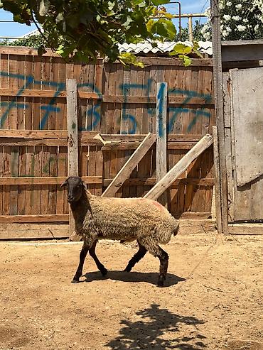arpanın qiyməti: Erkəydi 16 klo əti var qiymetdə endirim var — 2