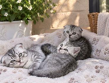 cat: Şotland, Erkək, Ünvandan götürmə, Pulsuz çatdırılma, Ödənişli çatdırılma — 1