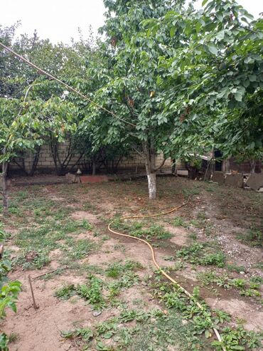 Həyət evləri və villaların satışı: 4 otaqlı, 500 kv. m, Kredit yoxdur, Yeni təmirli -da lalafo.az — 7 Həyət evləri və villaların satışı: 4 otaqlı, 500 kv. m, Kredit yoxdur, Yeni təmirli — 7