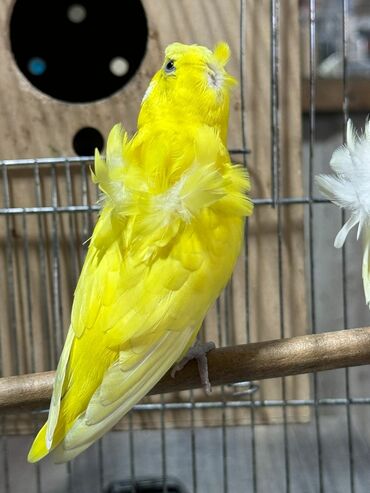 Tutuquşları: Quşlar satlır karella bülbül,fişer,nerazlucnik və sayri münasib — 2