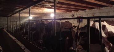 Коровы, быки: Продаю породистых коров голштин и Швиц молодые хорошие не привозные