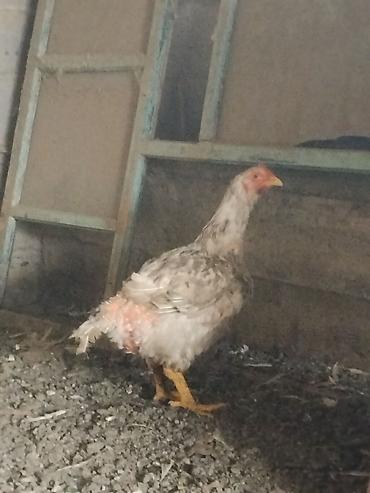 Продам с/х животных: Продаю | Куры | Домашняя | Для разведения — 2