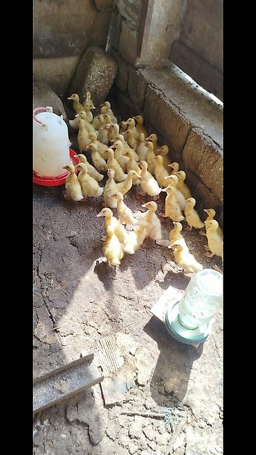 arpanın qiyməti: Salam tam saqlam pekin kuban ordeklerdi 14 gunlukduler qiymet 2.80 — 4