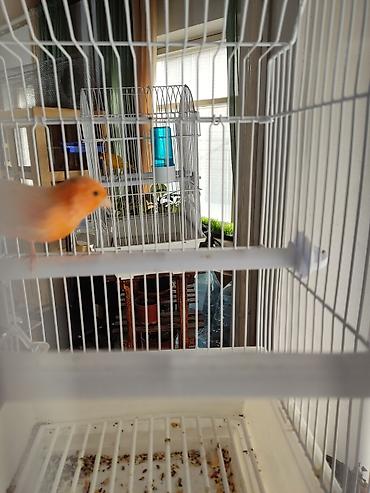 Птицы: Канарейки, попугаи, амадины, голуби! По адресу Абдрахманова315 — 13