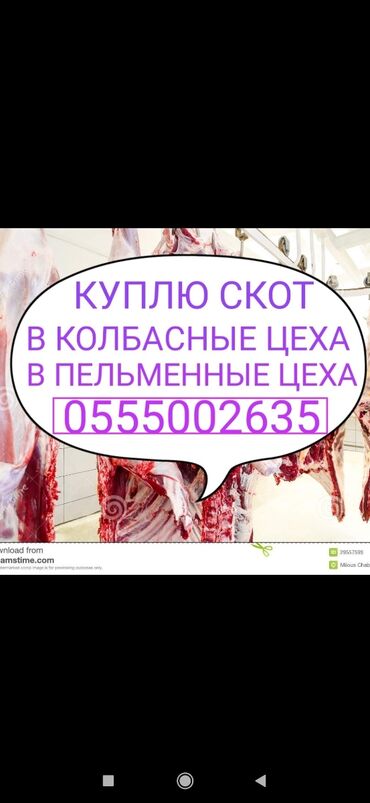 751 объявлений | ЖИВОТНЫЕ: Куплю | Коровы, быки | Любое состояние