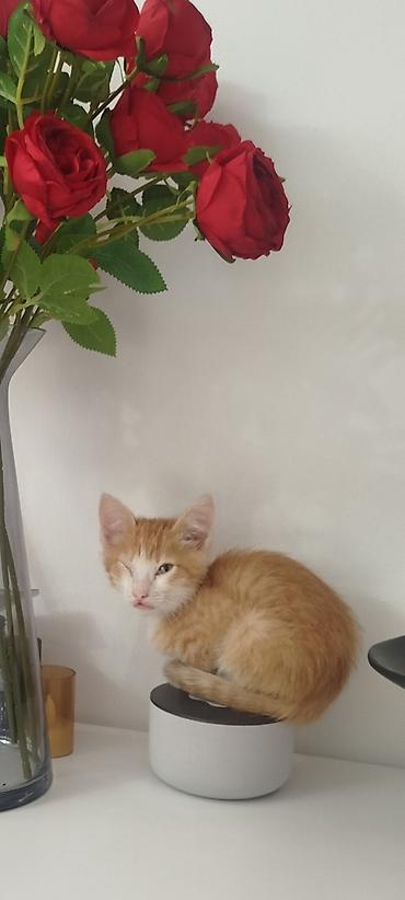 Рыжий котёнок Мальчик 2–Месяц короткошёрстный, классический окрас at lalafo.kg Рыжий котёнок Мальчик 2–Месяц короткошёрстный, классический окрас