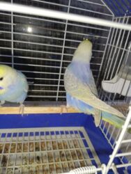 Tutuquşları: Çexlər hazır sağlam aktiv quşlardı hər iki cüt bala verib Bir cütü 80 — 9