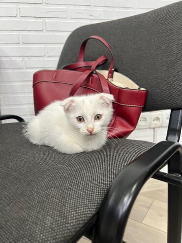 Продажа кошек: Скотиш Фолд (Шотландская вислоухая), 3 месяца, Мальчик, Белый, Метис, Приучена к лотку, Проглистована