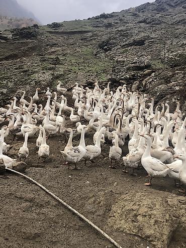 malyar isləri qiymetleri: Salam satlıq təbi kənt qazlardı real alcılar əlaqə saxlasın kiloynan — 8