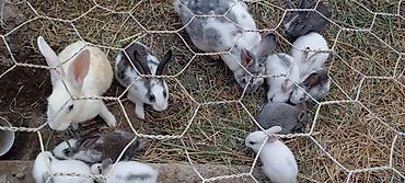holland lop dovşan: Ancaq balaları satılır birinin qiyməti 10 manatdir!!!!!!!Satlıq — 3
