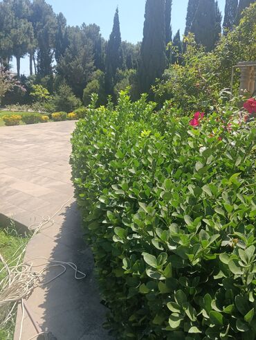 Satış məsləhətçiləri: Satış məsləhətçisi tələb olunur, İstənilən yaş, Təcrübəsiz, Aylıq ödəniş — 24