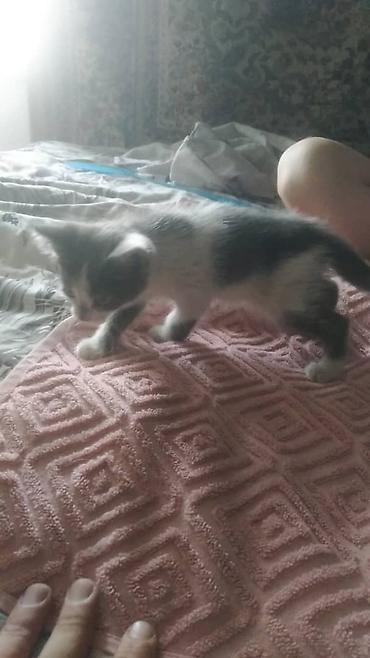 кошка манас: Кошка даром: Беспородная, 2 месяца, Девочка — 2