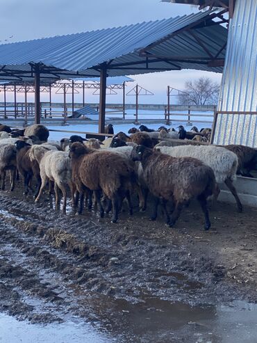 Бараны, овцы: Продаю | Овца (самка) | Гиссарская, Полукровка | На забой