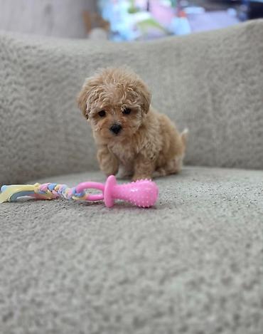 jazavicari vrste: Maltipoo nove bebe Registrovana odgajivacnica Hopy queen pudle — 5