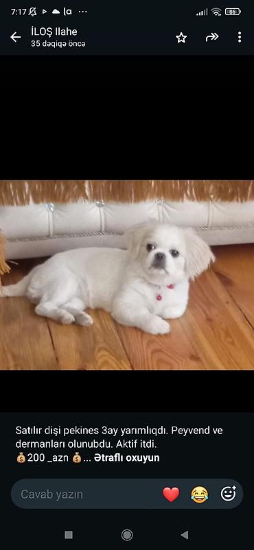 beta balığı qiymət: Dişi pekines balası – 3 ay yarımlıq. Peyvəndləri və dərmanları olunub — 1