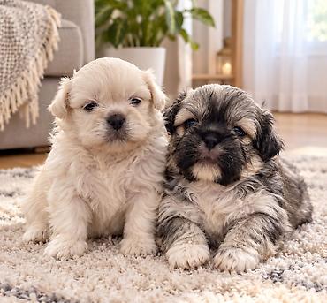 itler davasi: Pekines, 1 ay, Erkək, Peyvəndli, Ünvandan götürmə — 2