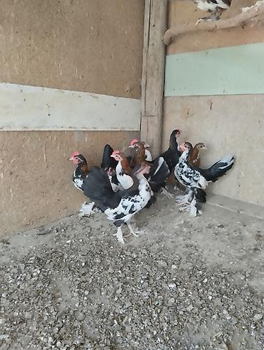 Toyuqlar: Toyuq, Damazlıq, Ünvandan götürmə, Ödənişli çatdırılma — 16
