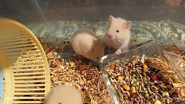 Qum rəngli xəzli balaca hamsterlər(Suriya) - Növ: dekorativ hamster