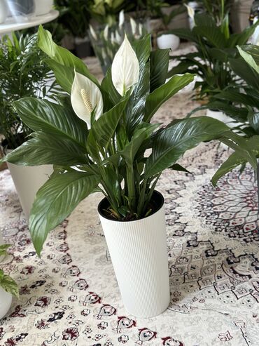 Горшки для растений: 💐Живые комнатные растения, придающие вашему дому особую уютную at lalafo.kg — 5 Горшки для растений: 💐Живые комнатные растения, придающие вашему дому особую уютную — 5