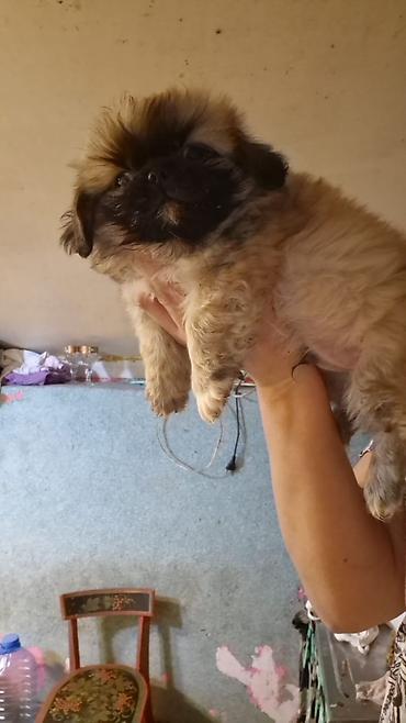 pekines: Pekines, 2 ay, Erkək, Peyvəndli, Ödənişli çatdırılma — 1