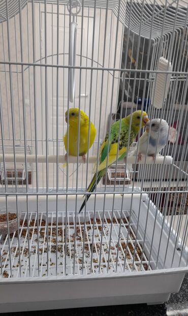 Животные: Красивые волнистые попугаи не шумные . 1мальчик 2 девочки. Сетка +3