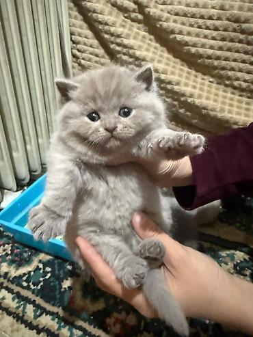 кошки бишкек купить: Ватсап Шотландские котята, окрас голубой (серый). - Помёт из трёх — 1