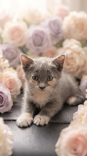 приют котят: ❤️ В добрые руки отдаются очаровательные котята! 🐱 Есть и мальчики, и — 9