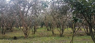 lenkeran ev: 11 sot, Tikinti, Mülkiyyətçi, Kupça (Çıxarış) — 3