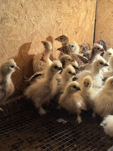 хайленд фолд цена: 🐣Продаю декоративные карликовые породы кур и петухов! Отличные