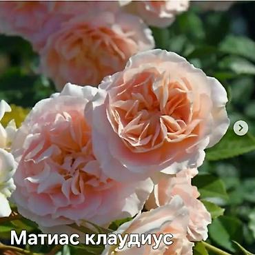 Бөлмө розалары: Көчөттөр — 9