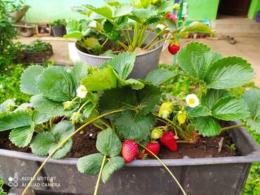 sadnice: Stalnoradjajuce jagode, mesecarke, radjaju od maja do kasne jeseni