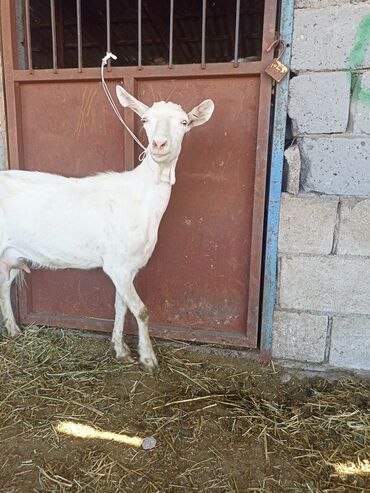 Другие животные: Дойная коза сатылат жаш эчки 2литр сут берет