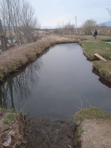 село калиновка: Сдаю в аренду 3 пруда, Большой пруд длина-20 метров, ширина-7глубина