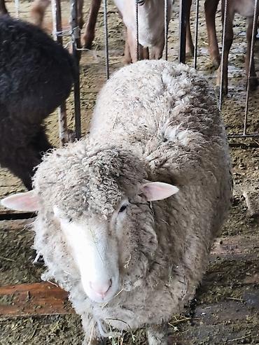 Баран, овца: Продаю | Овца (самка) | На забой — 7