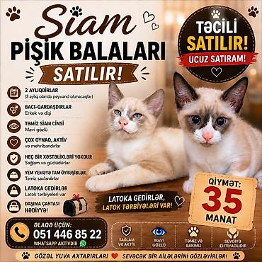 etibarlı əllərə: Siam, Yaxşı əllərə — 1