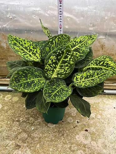 Другие комнатные растения: Женское счастье гигант сорт По городу доставка бесплатно Крупные — 74