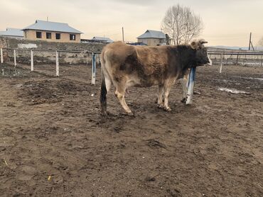 продаю тюк: Саан уй Карова жанындагы 3-чу баласы Озгон район Чангет айылы