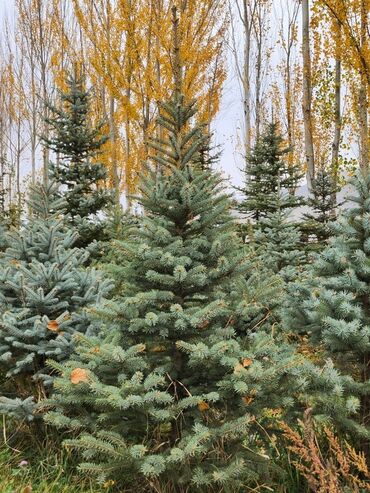 Декоративные деревья: Продаются хвойные и лиственные деревья🌲🌳 - Голубая ель от 0,8-5м - at lalafo.kg — 16 Декоративные деревья: Продаются хвойные и лиственные деревья🌲🌳 - Голубая ель от 0,8-5м - — 16
