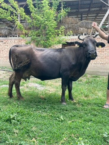 быки кант: Продаю | Корова (самка) | Алатауская | Для разведения, Для молока