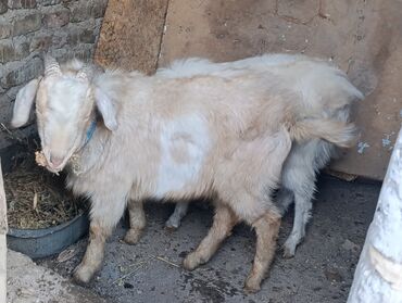 Козы, козлы: Продаю | Козёл (самец) — 5