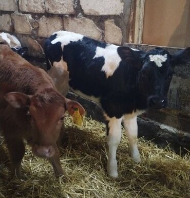 Dana, buzov: Sağlam Erkek ve Dişi Buzovlar — 1